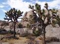 Joshua Tree National Park, CA