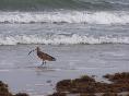 Padre Island National Seashore, TX