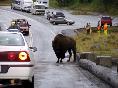 Yellowstone National Park, WY