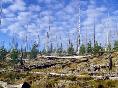 Young Lodgepole Pines at Yellowstone National Park