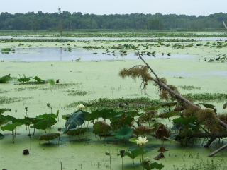 Bayou Country