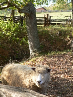 On the Farm