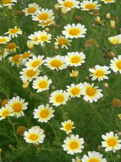 Daisies