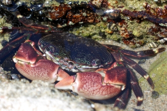 Tidepool Find