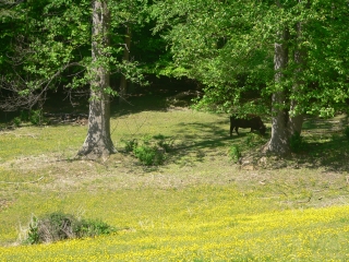 Fields of Gold