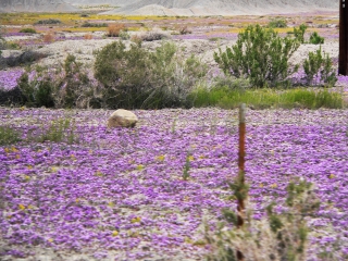 Purple Fields