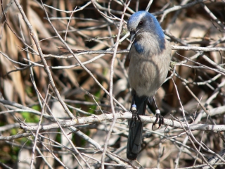 Florida Scrub Jay