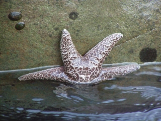 First Starfish