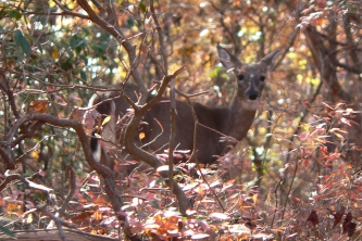 Whoa, its a deer!