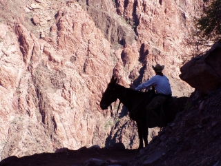 Mule Trains Coming