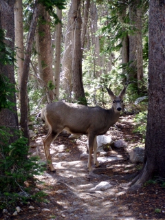 Roadblock