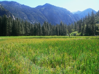 Sunny Kings Canyon Meadow