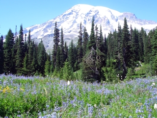 Rainiers Wildflowers