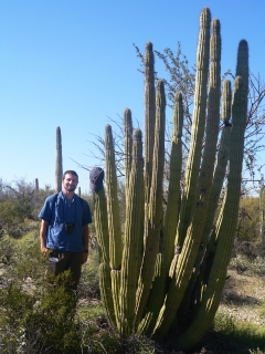 Organ Pipe Cactus