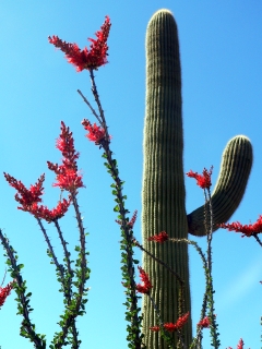 Ocotillo Blooms