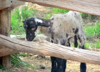 Newborn Lamb