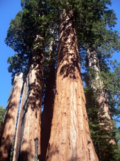 Sequoia Grove