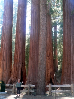 Big Trees