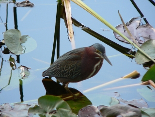 Green Heron