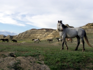 Wild Horses