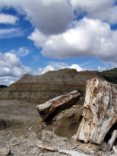 Petrified Wood